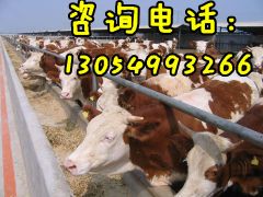 河南哪里有夏洛莱牛养殖基地丨河南夏洛莱牛价格行情图3