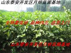 2014草莓苗 新品种草莓苗 大棚草莓种苗 山东草莓苗价格图3