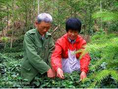 江西婺源特产茶叶 峡谷春 深山银须绿茶 500g配牛皮纸提袋图3