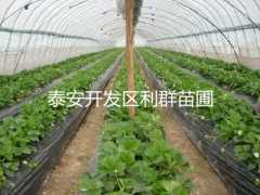 供应草莓苗 山东草莓苗 草莓苗价格图3