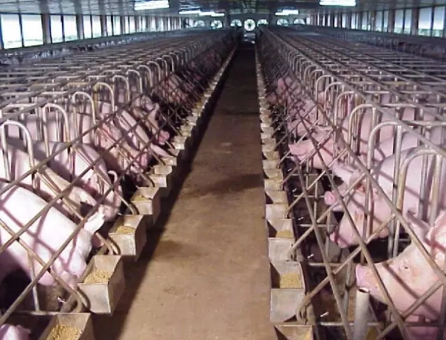 6 x 2.1 平方米, 1.1米高,猪栏不得少于所有存栏母猪的7%.