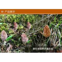 甘南特产羊肚菌高原野生羊肚菌干货一级品旅游罐装图3