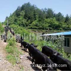 免费提供藏香猪养殖长期供应藏香猪猪肉藏香猪种猪人参野味猪批发图2