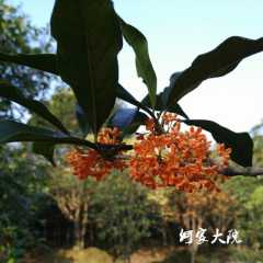 咸宁桂花苗，桂花树扦插苗， 2公分桂花树苗图2